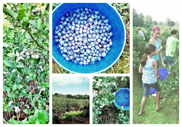 Blueberry Picking Collage