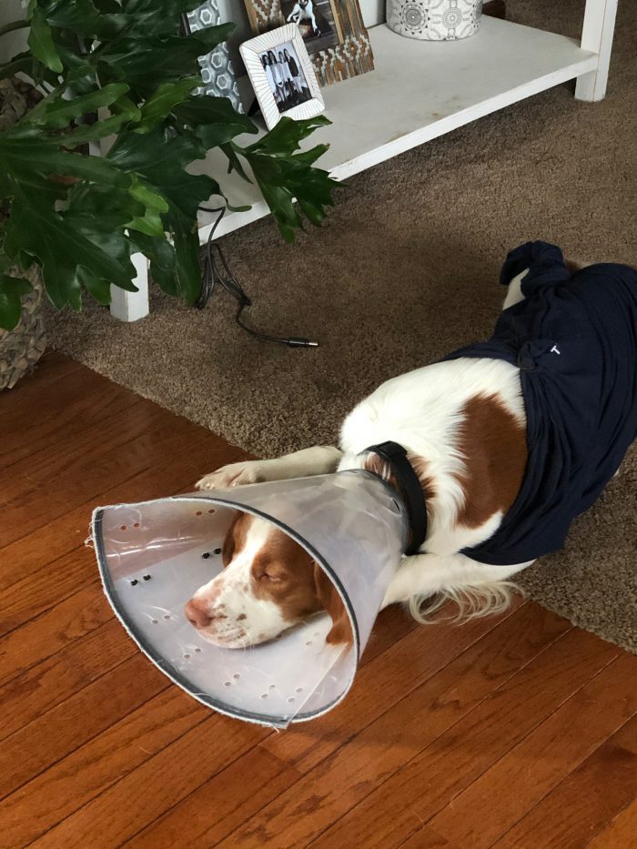 2020: A Year In Review -Finn with the cone