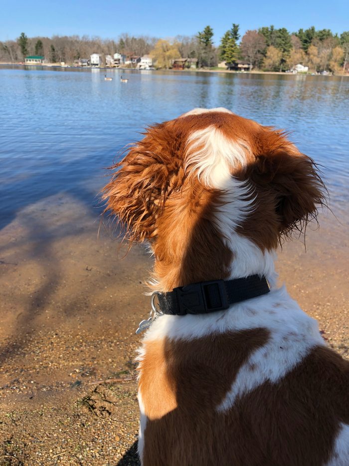 2020: A Year In Review - Finn at the lake