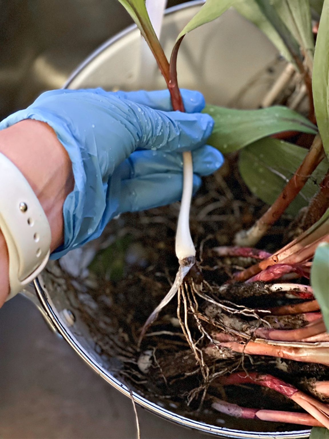Grilled Ramps Recipe Simply Scratch