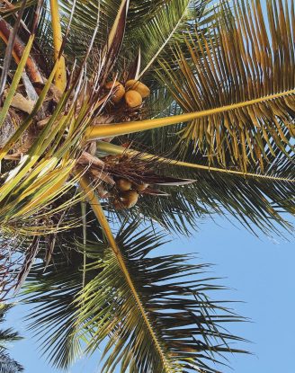 2025: A Year In Review palm